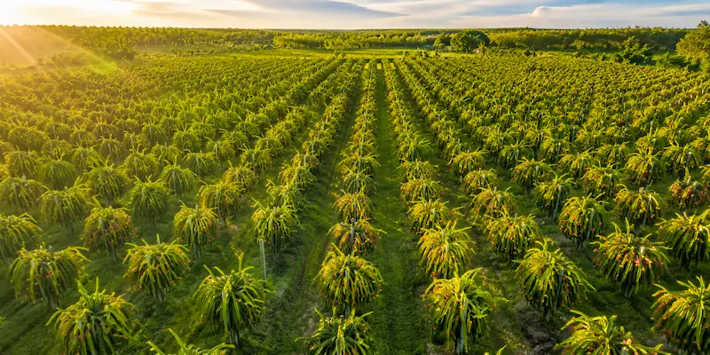Vietnamese Dragonfruit Farm