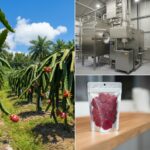 Understanding Freeze Dried Dragon Fruit Cost: A Comprehensive Guide