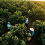 Unveiling the Hana Nguyen Production Journey: From Farm to Snack